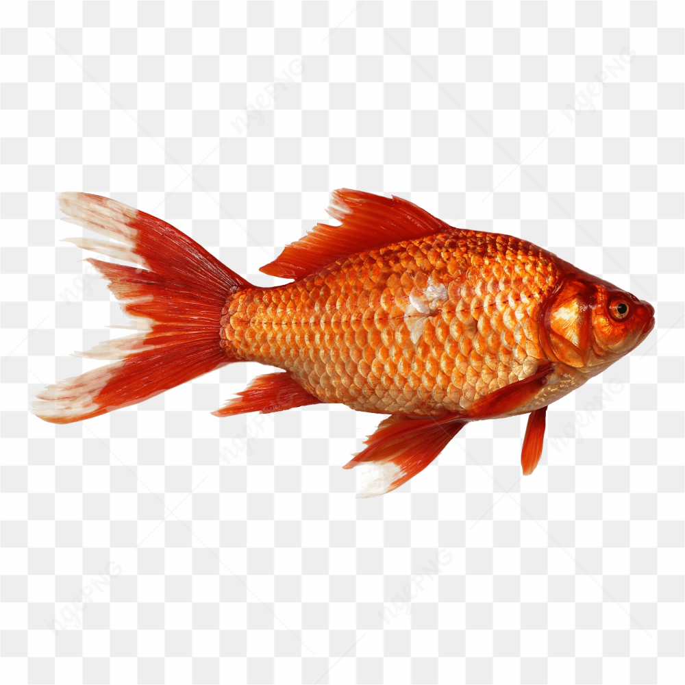 Gold litlle fish 