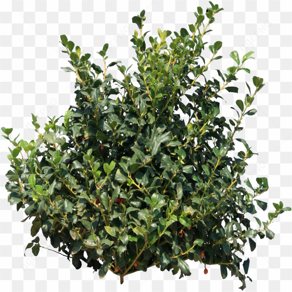 Green plant, Shrub