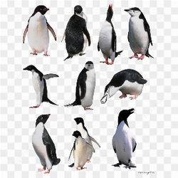 Group of nice penguins