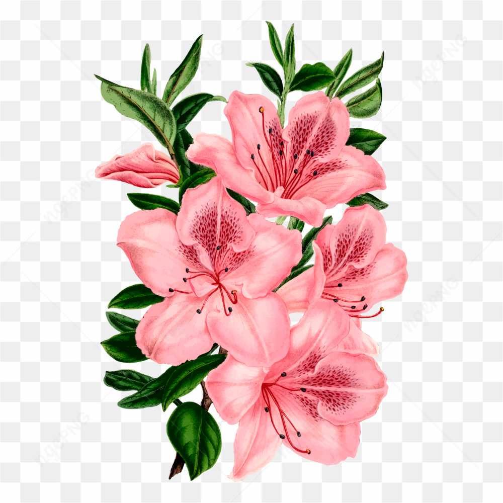 Pink rose flower