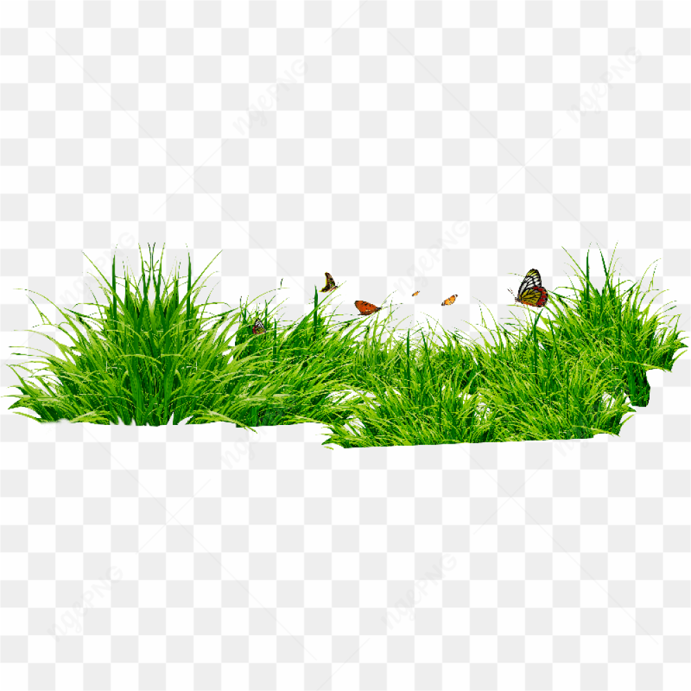 Grass Png Image Green Grass Png Picture