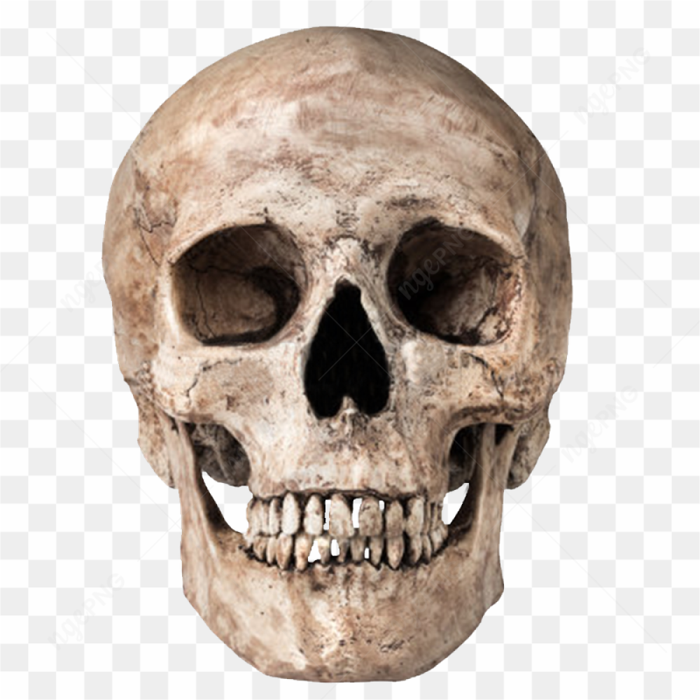 Skull Png Image