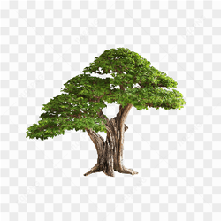 Tree Free Png Image