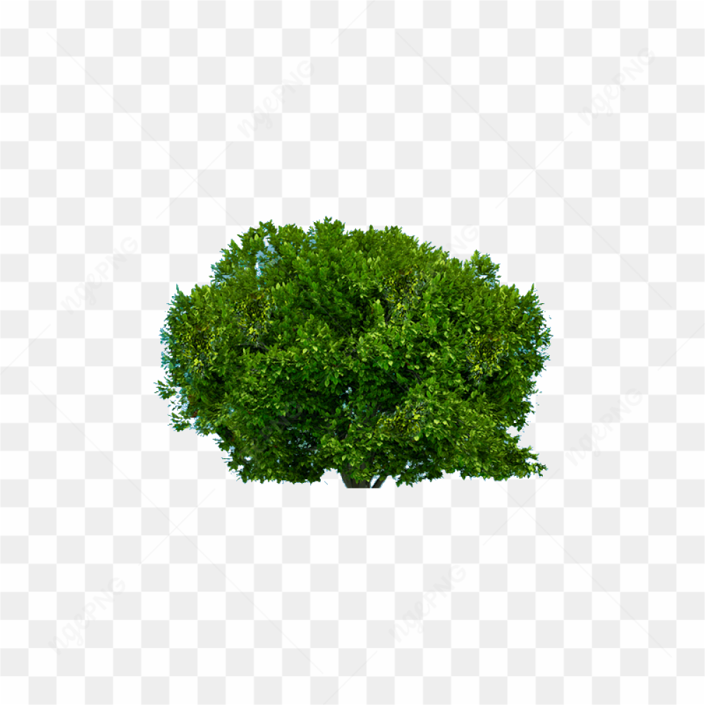 Tree Png Image Download Picture