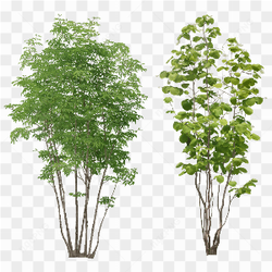 Tree Png Image