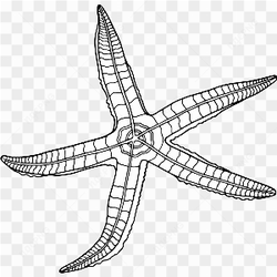Underwater Animal 30