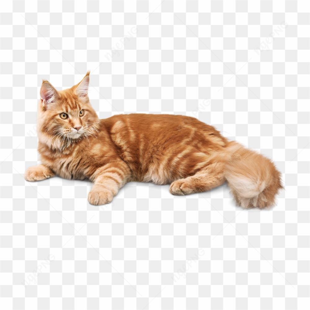 The beautiful cat