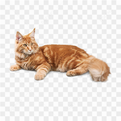 The beautiful cat
