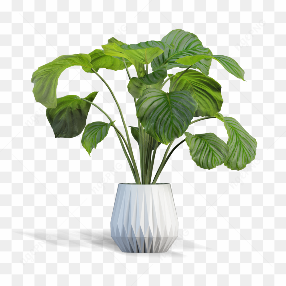 Indoor Plants at home