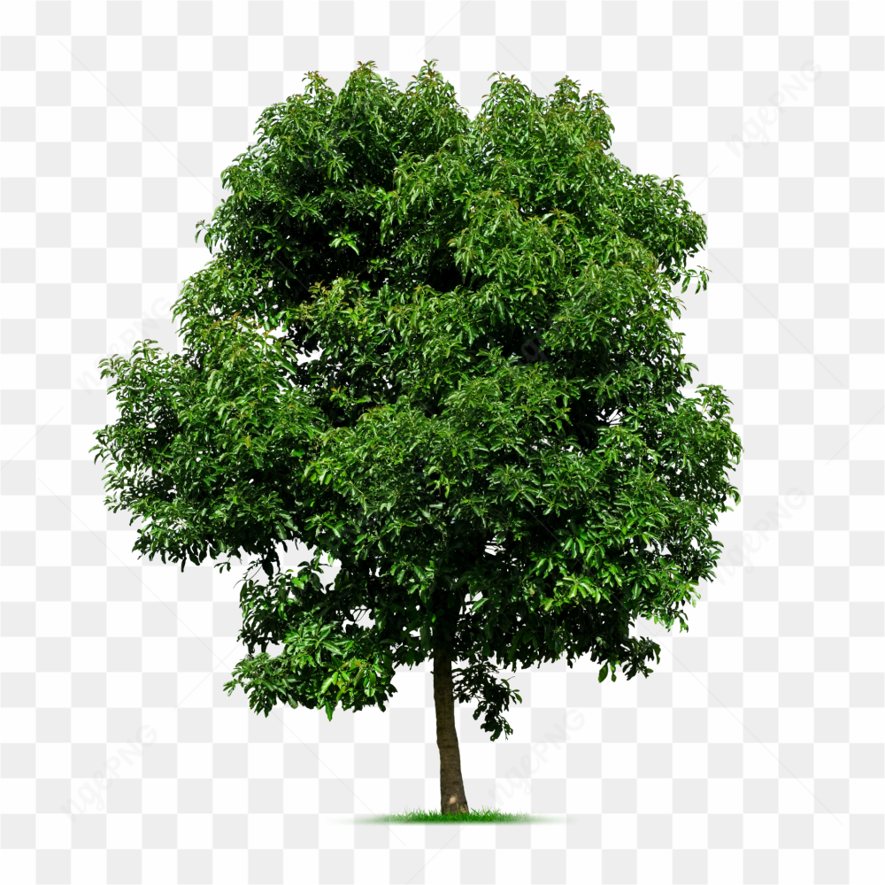 The tree of life