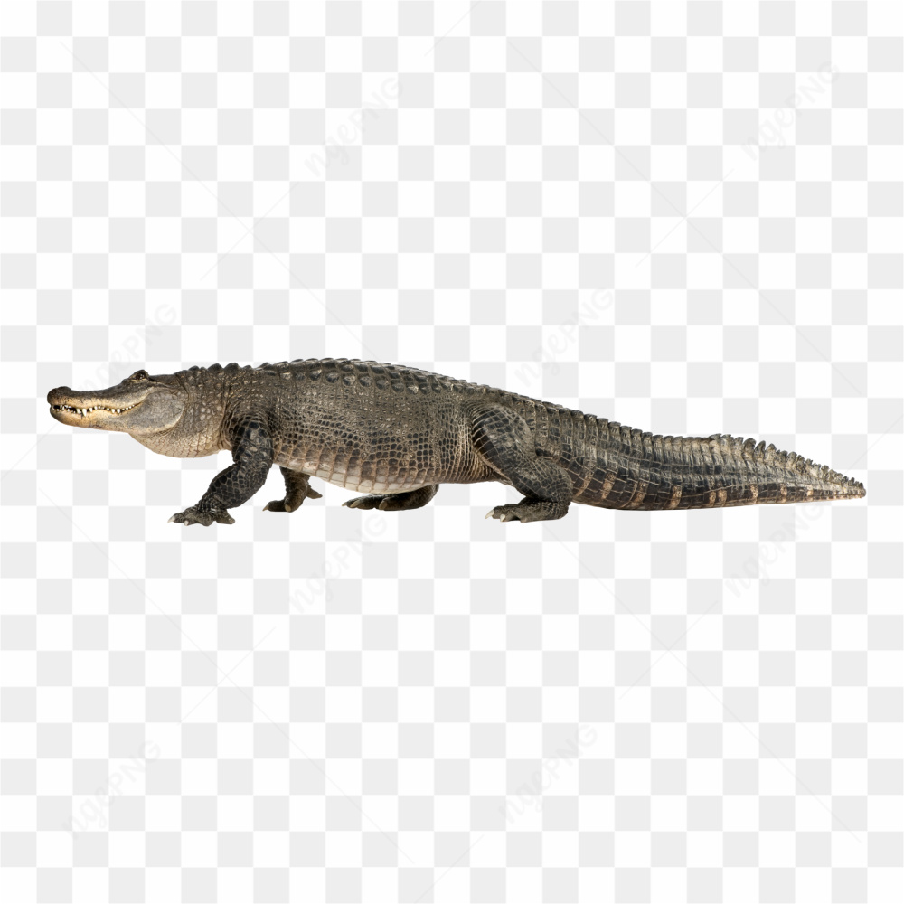 The wild crocodile