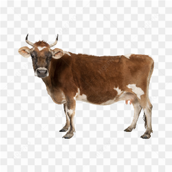 The brown cow