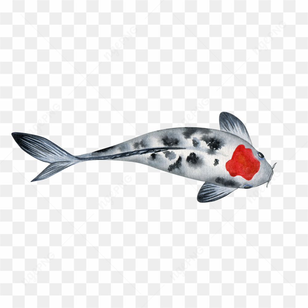 The koi fish