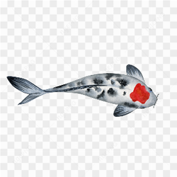 The koi fish