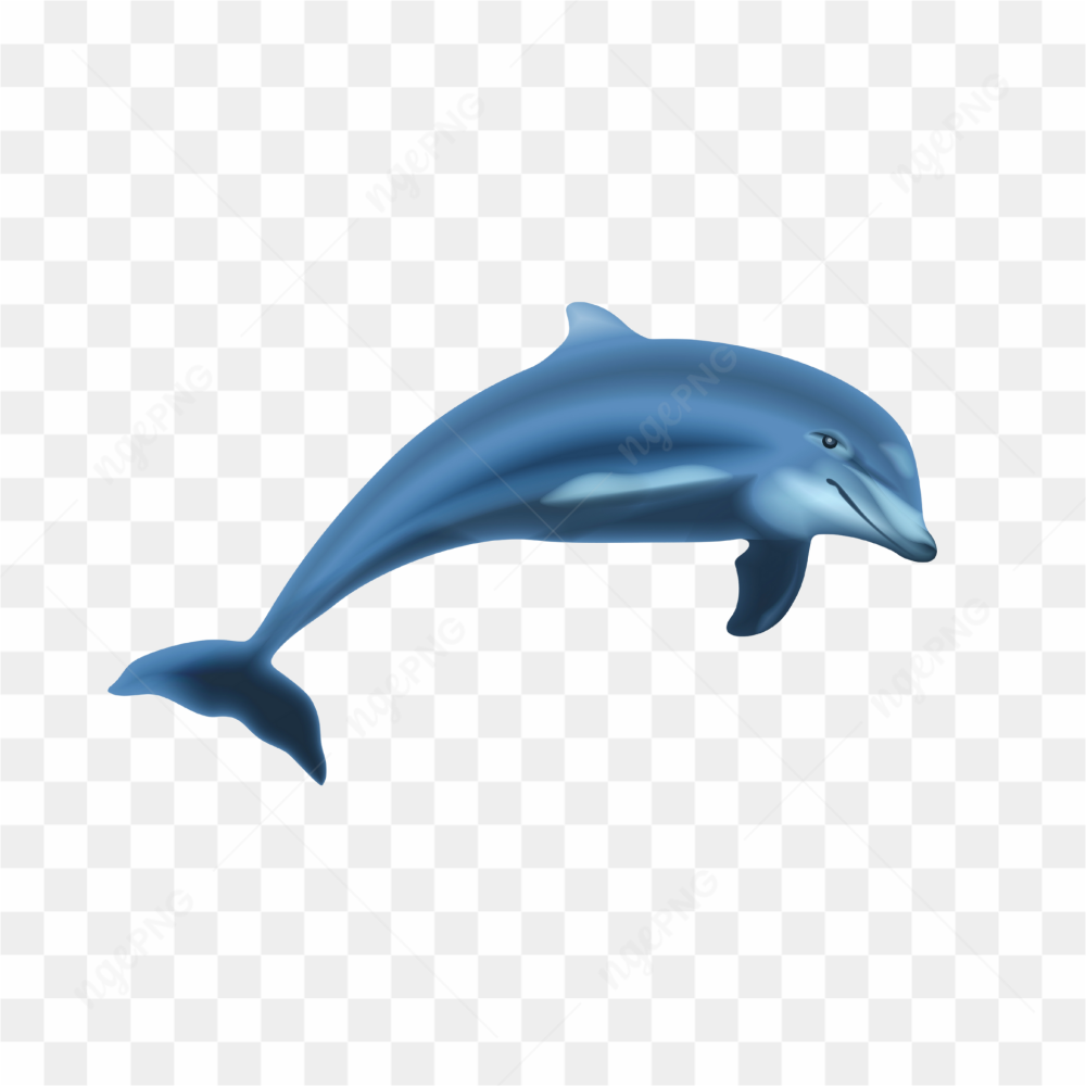 The adorable dolphin 