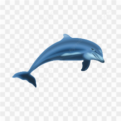 The adorable dolphin 