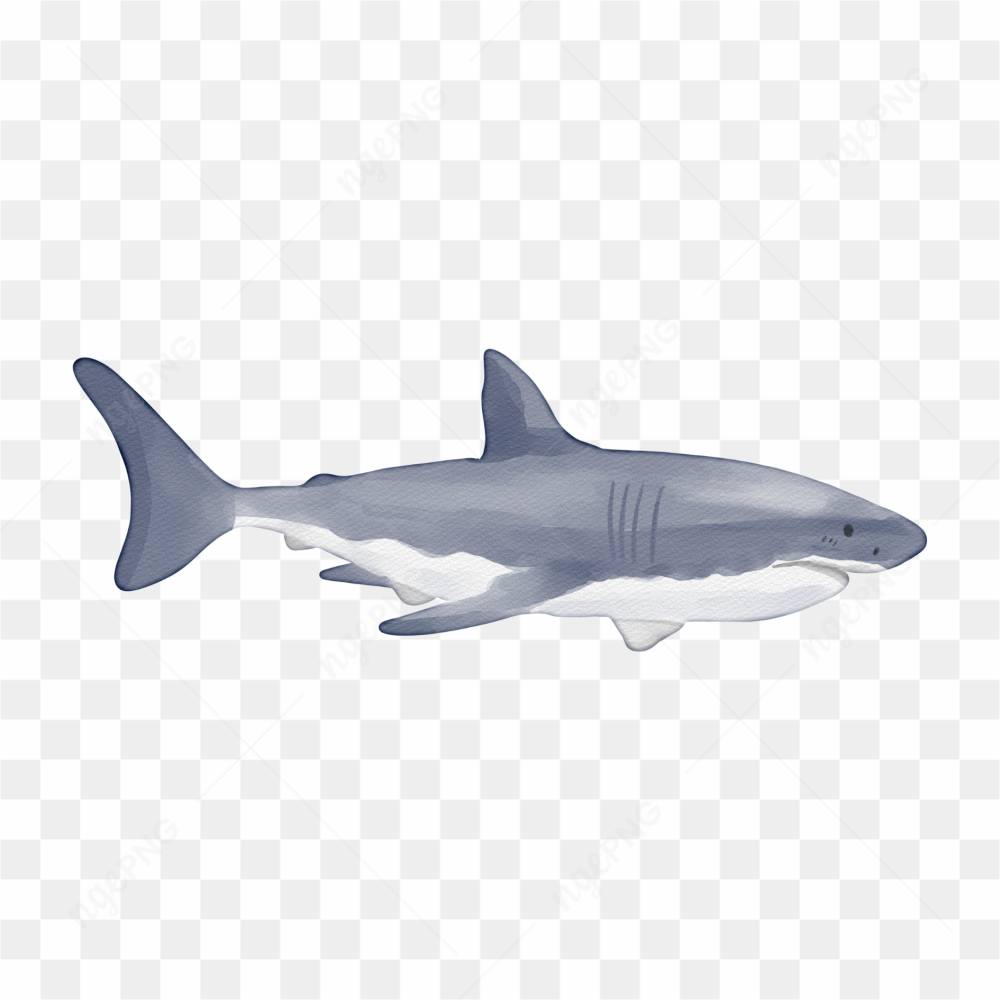 The angry shark