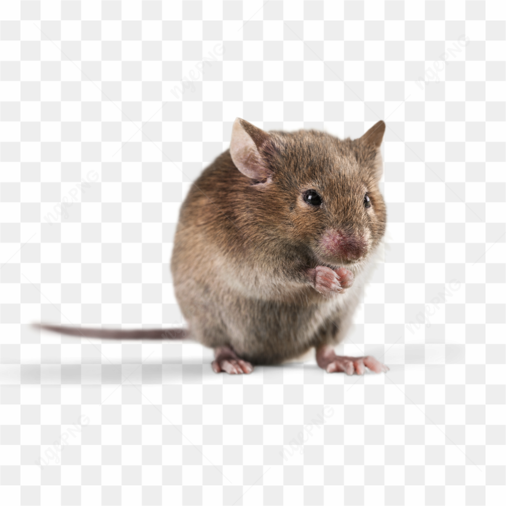 The little rat