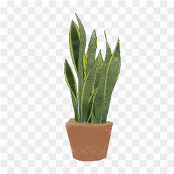 The snake plant