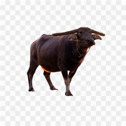 The Philippine Animal