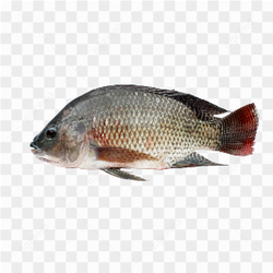 The tilapia fish