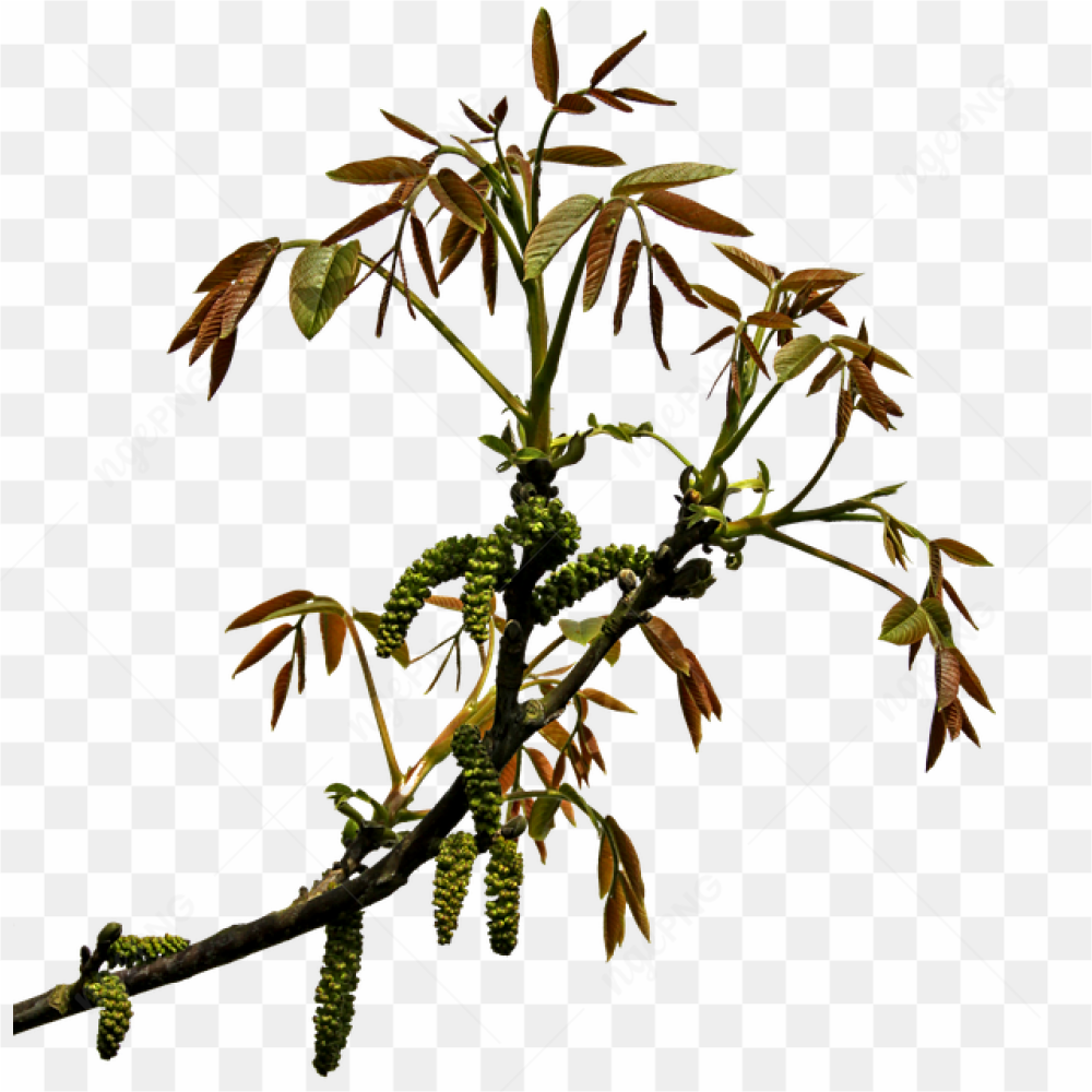 A growing shrub