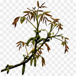A growing shrub