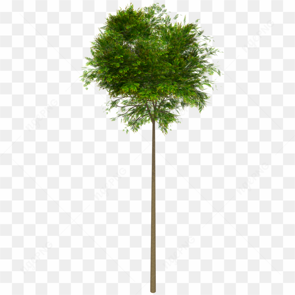 A mahogany tree