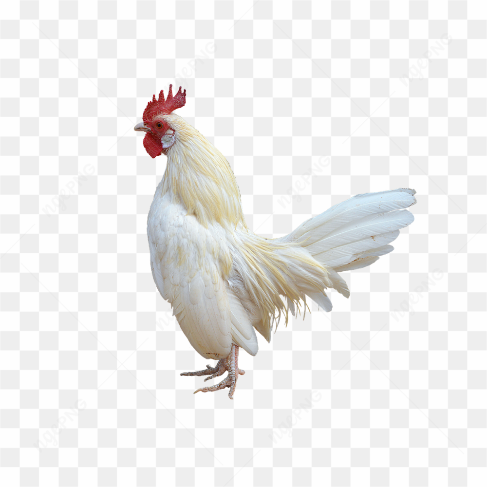 A white rooster 