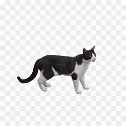 Black and white cat