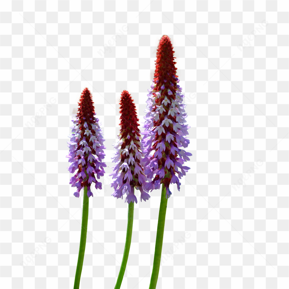 Beautiful wild flowers 