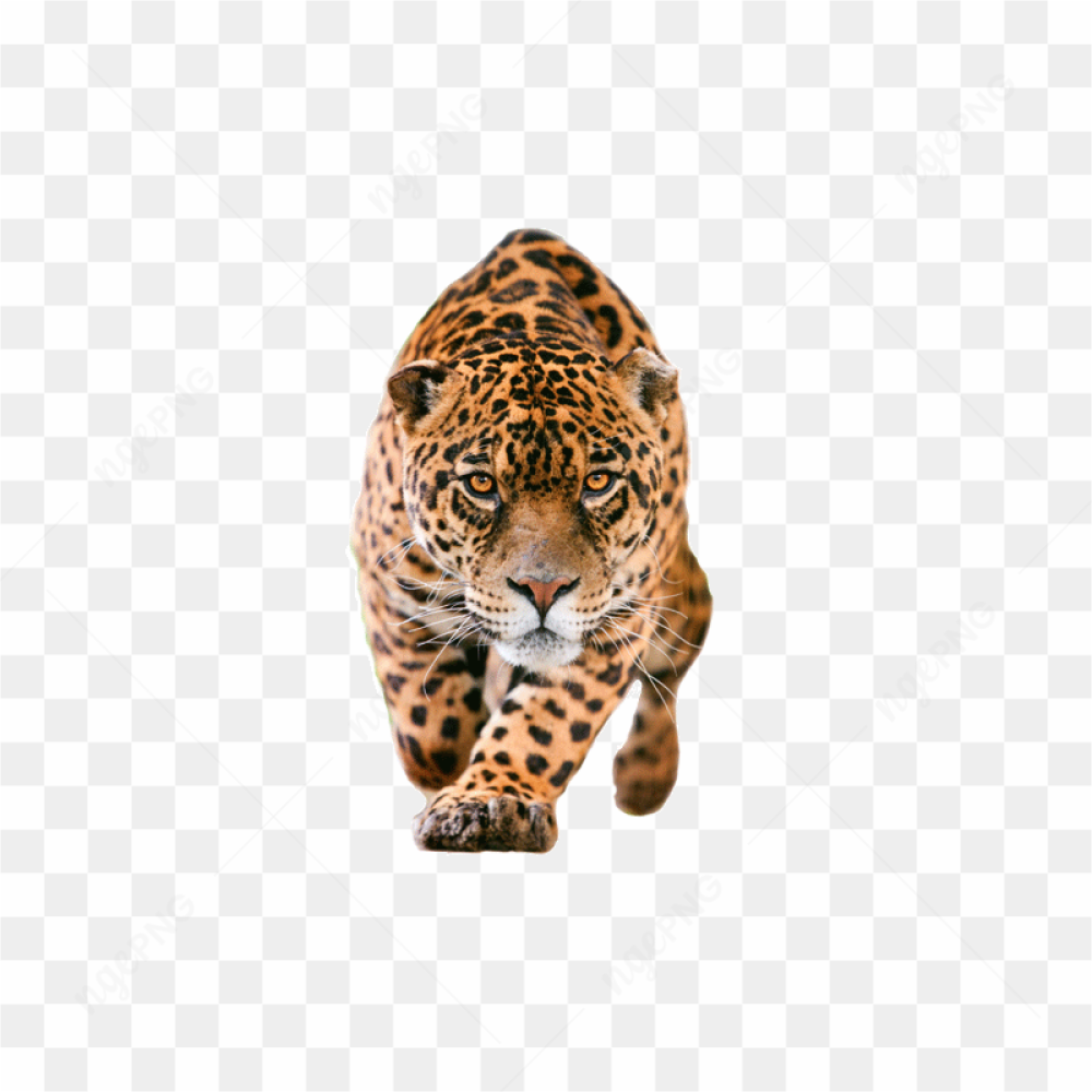 Graceful Jaguar Predator