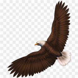 Majestic Eagle Bird