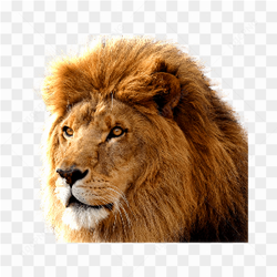 Majestic Lion Portrait