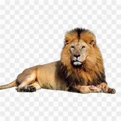 Majestic Lion Portrait