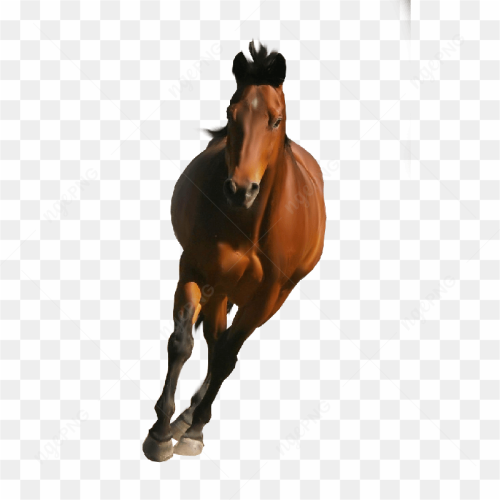 Galloping Wild Horse