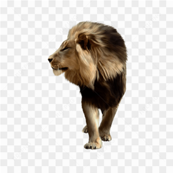 Majestic Lion Portrait