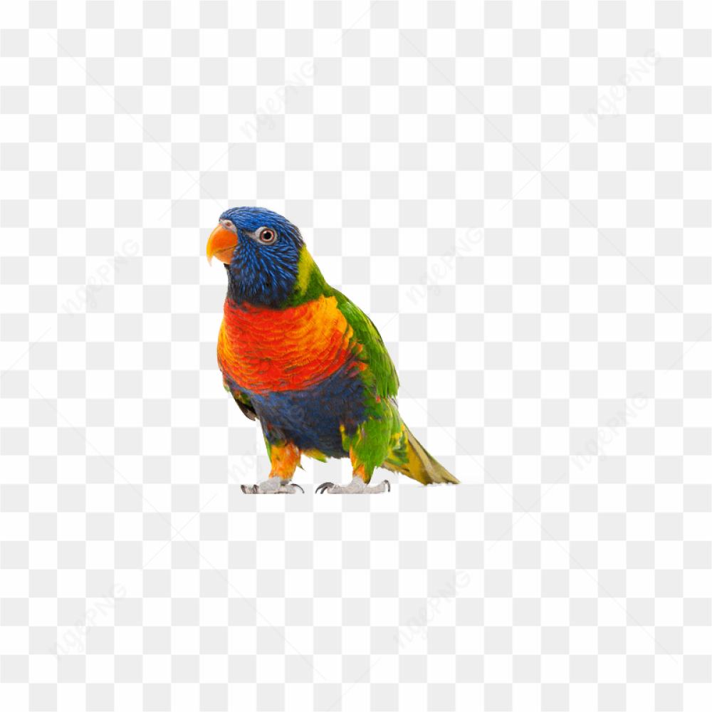 Colorful Parrot Perched