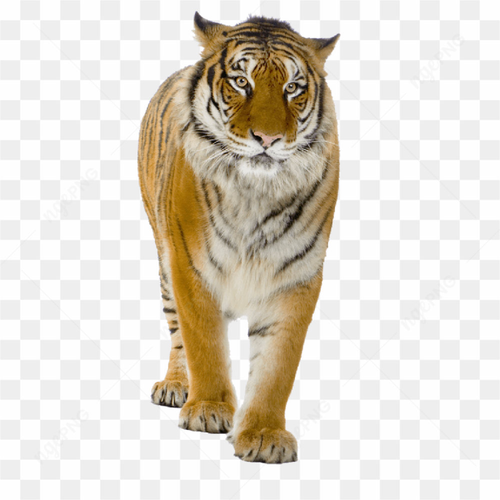  Fierce Tiger Portrait