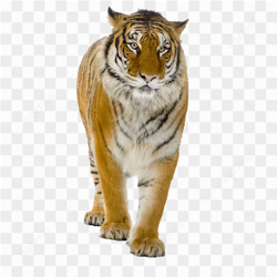  Fierce Tiger Portrait