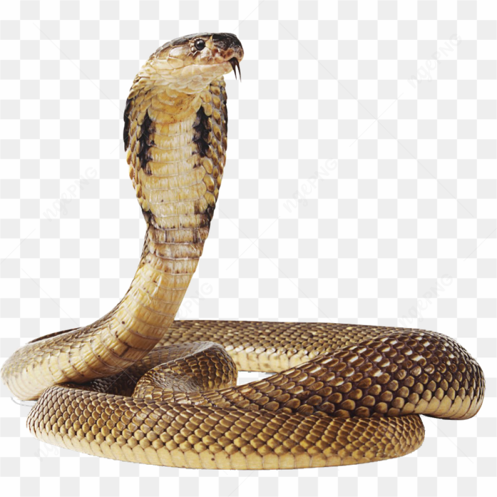 Giant Anaconda Snake