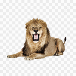Majestic Lion Portrait