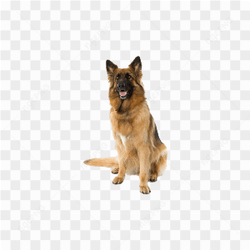 German Shepherd Dog