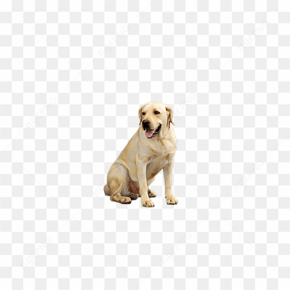 Playful Dog Portrait