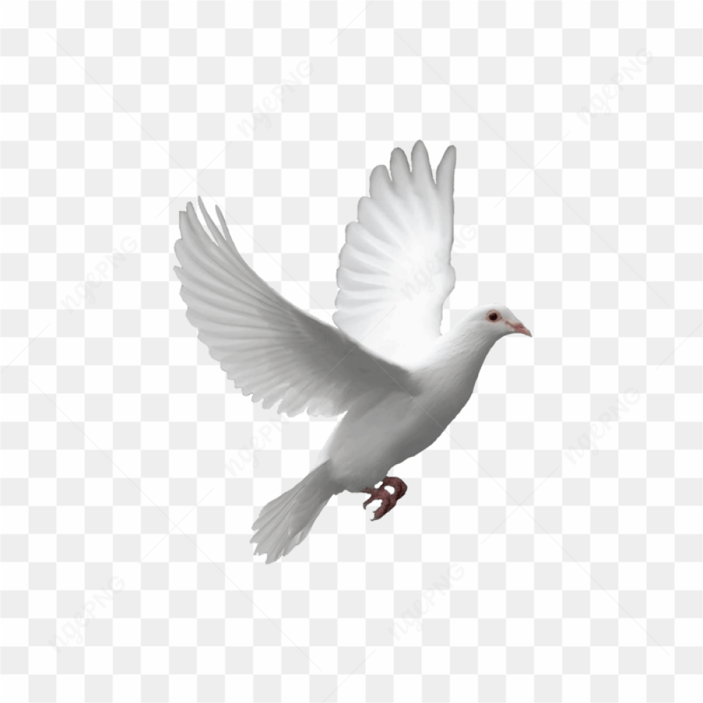  White Flying Pigeon