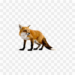 Curious Fox Portrait