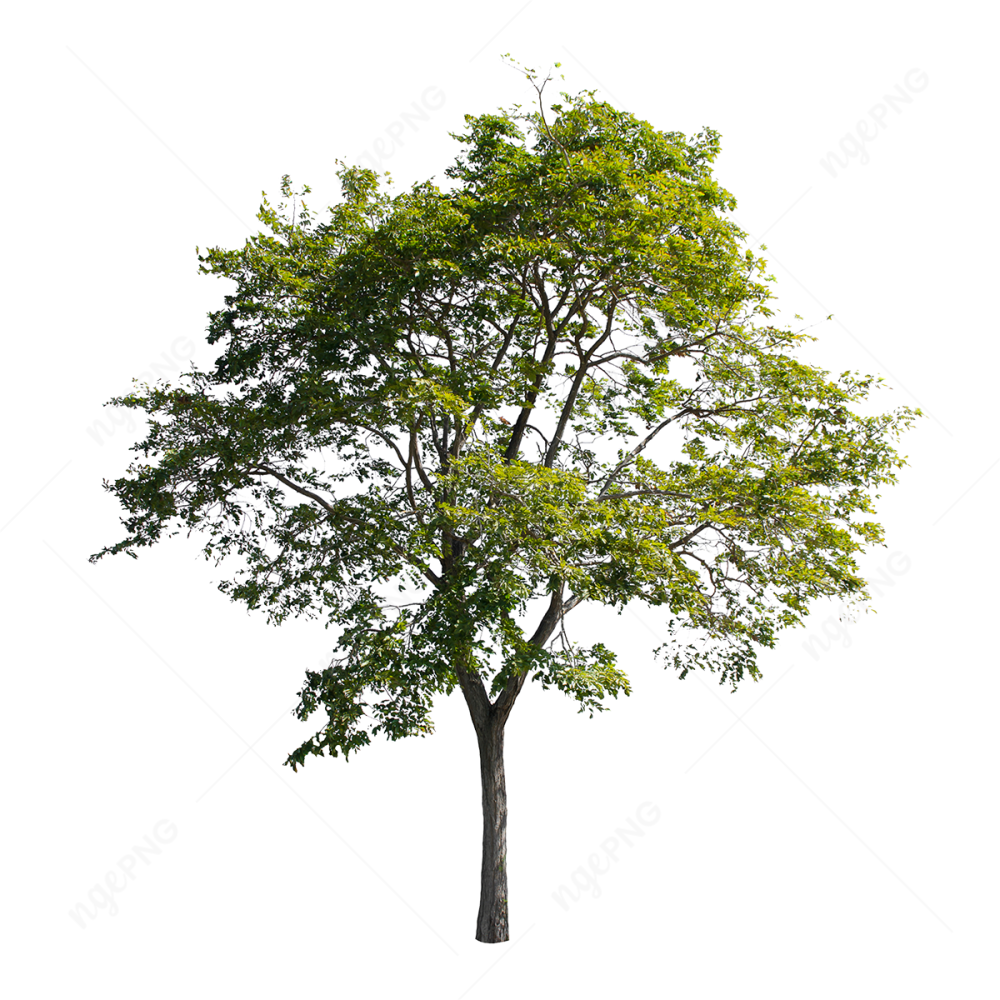 PNG Isolated tree