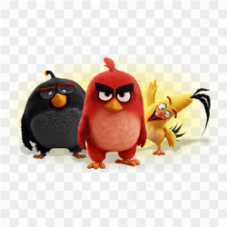Angry bird group