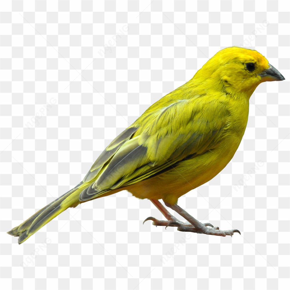 Yellow canary bird