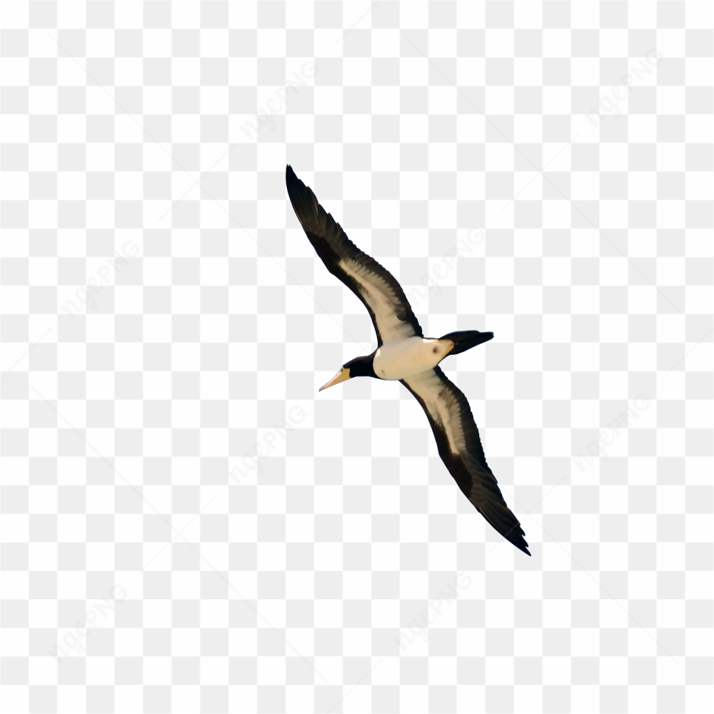 Big bird in flying